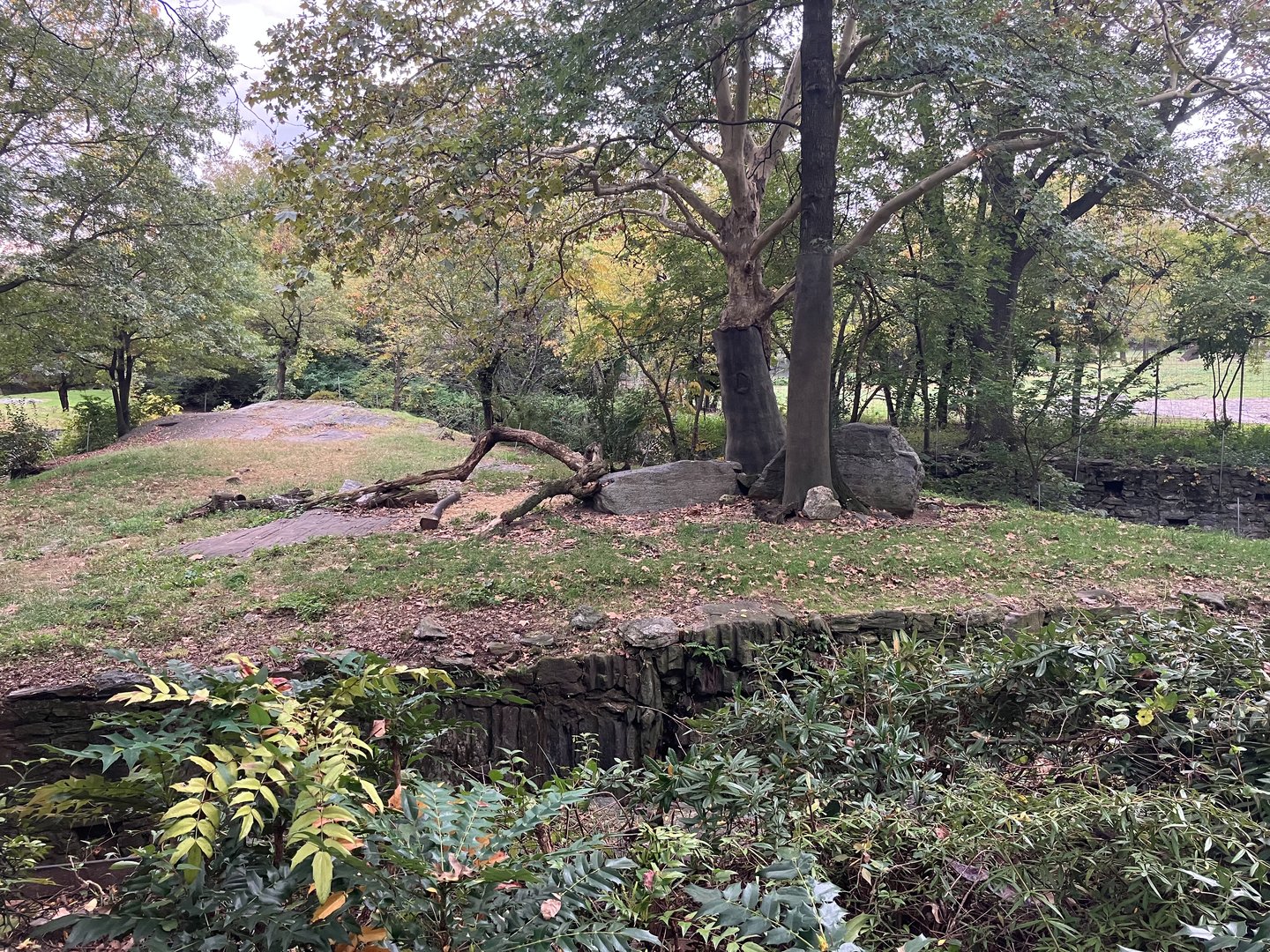 African Plains - African Lion Exhibit