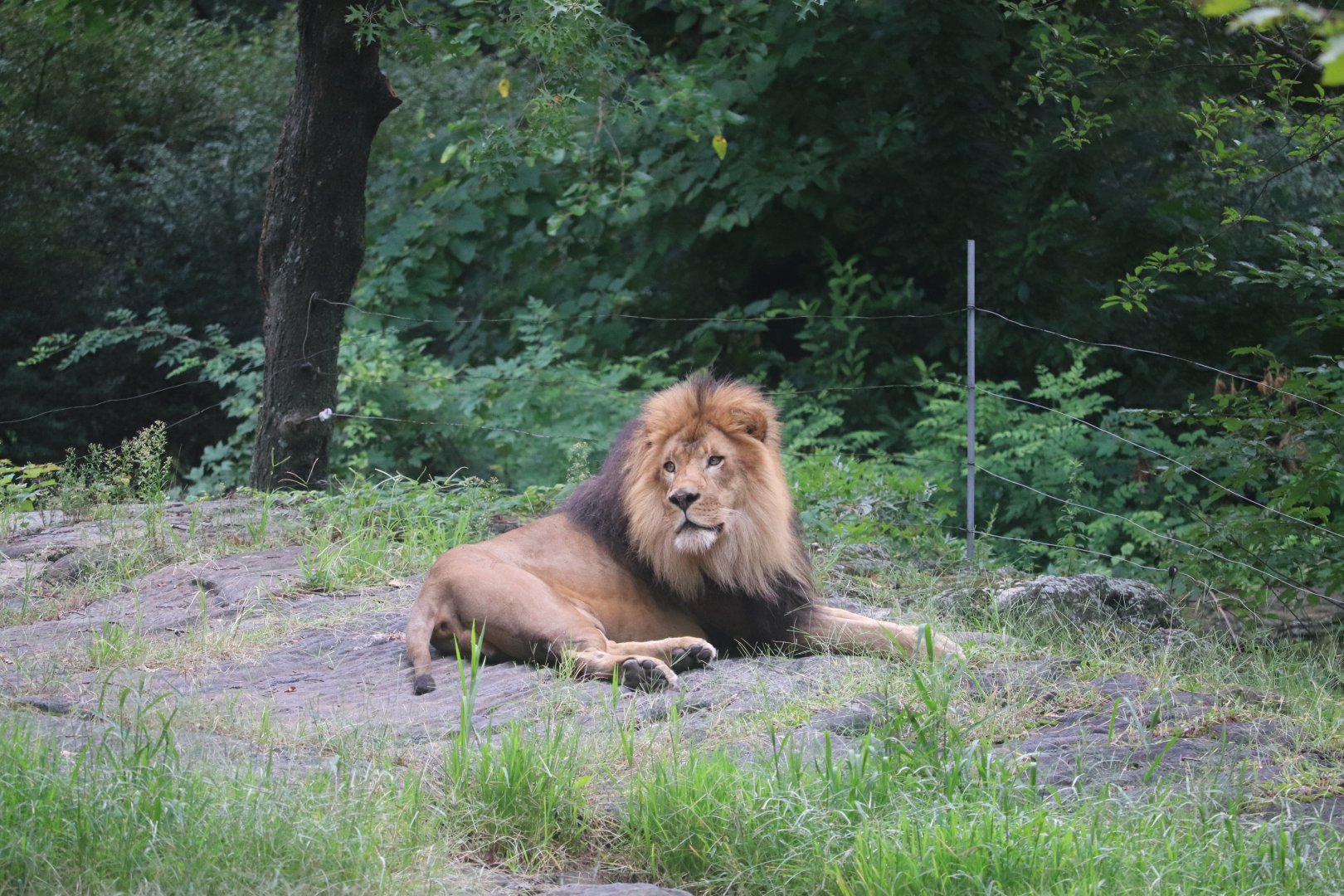 African Plains - African Lion