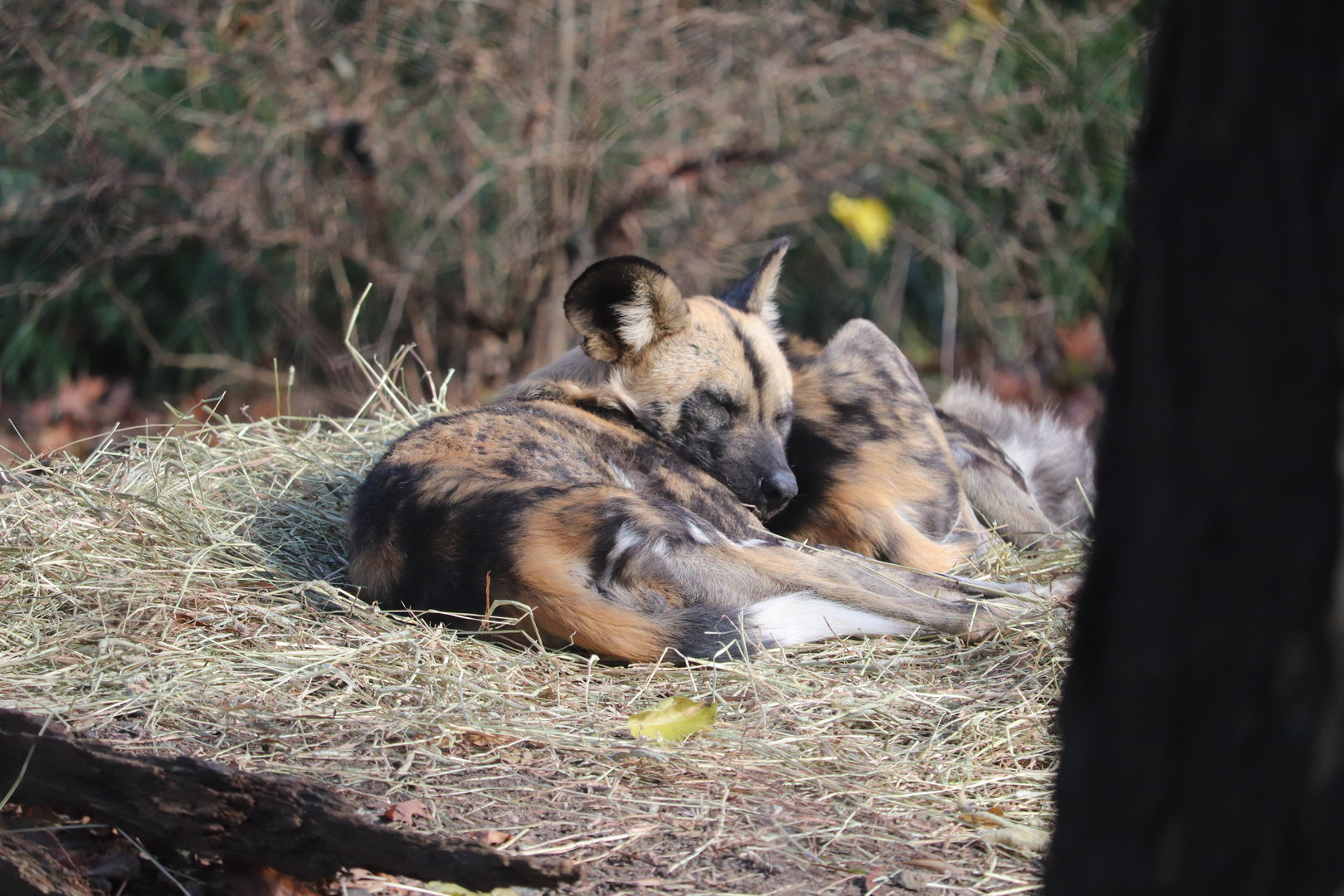 African Plains - African Painted Dog