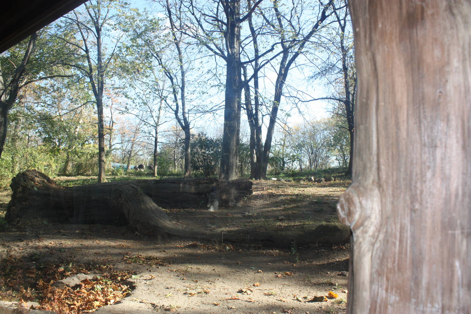 African Plains- African Wild Dog Exhibit/Ostrich Exhibit