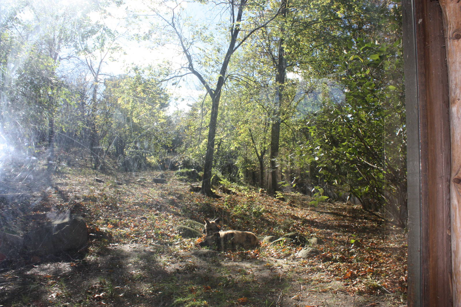 African Plains- African Wild Dog Exhibit