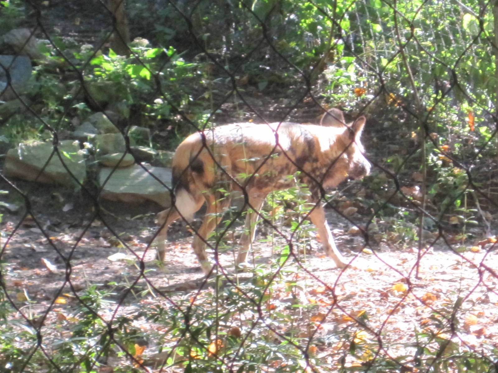 African Plains- African Wild Dog