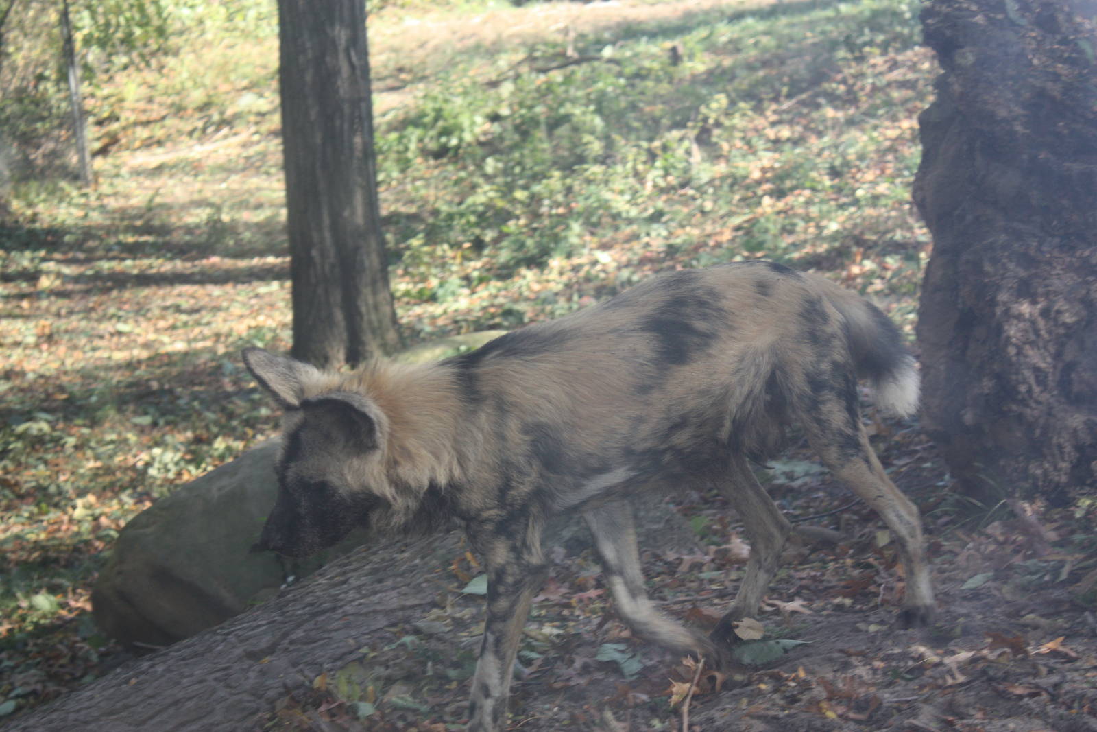 African Plains- African Wild Dog