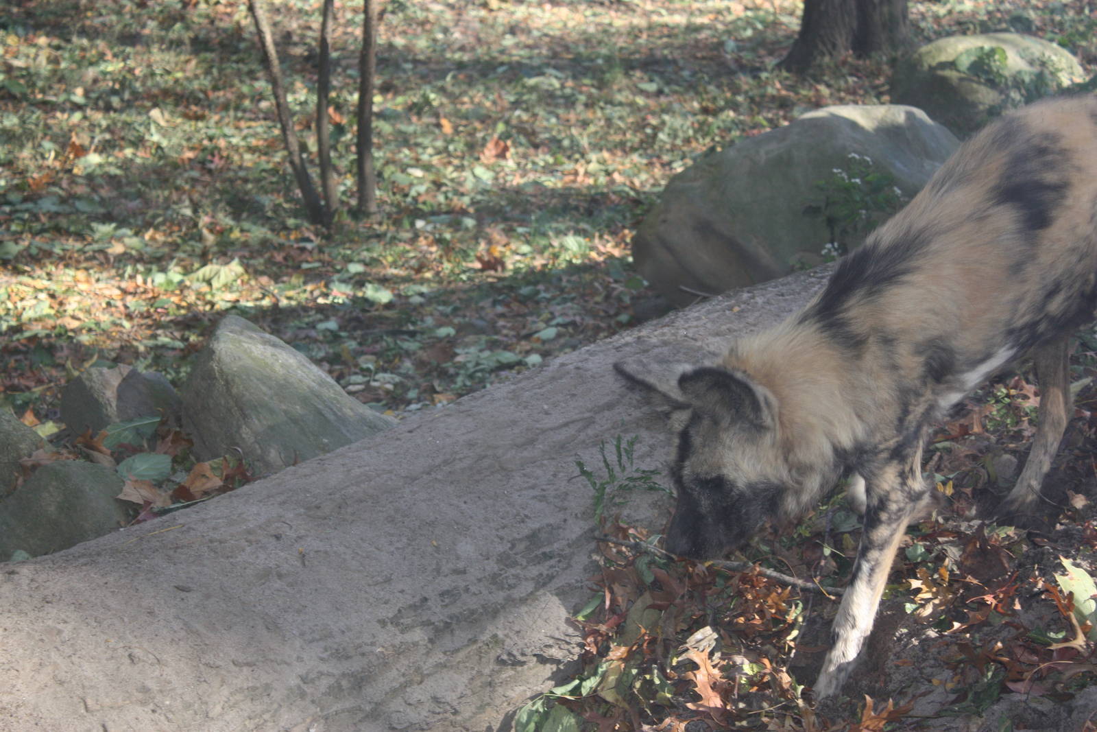African Plains- African Wild Dog