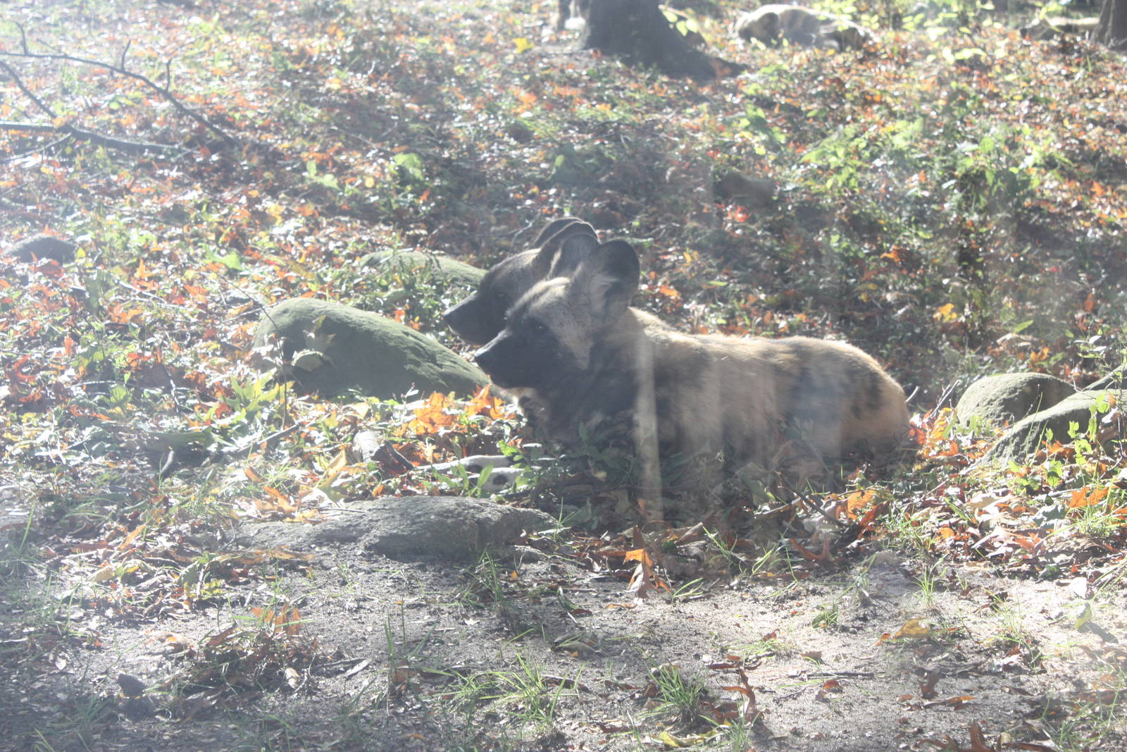 African Plains- African Wild Dogs