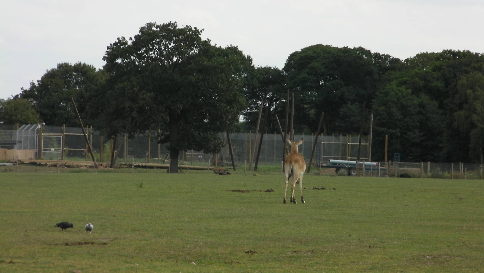 African Plains and Leopard Enclosure Construction - 19.08.2011