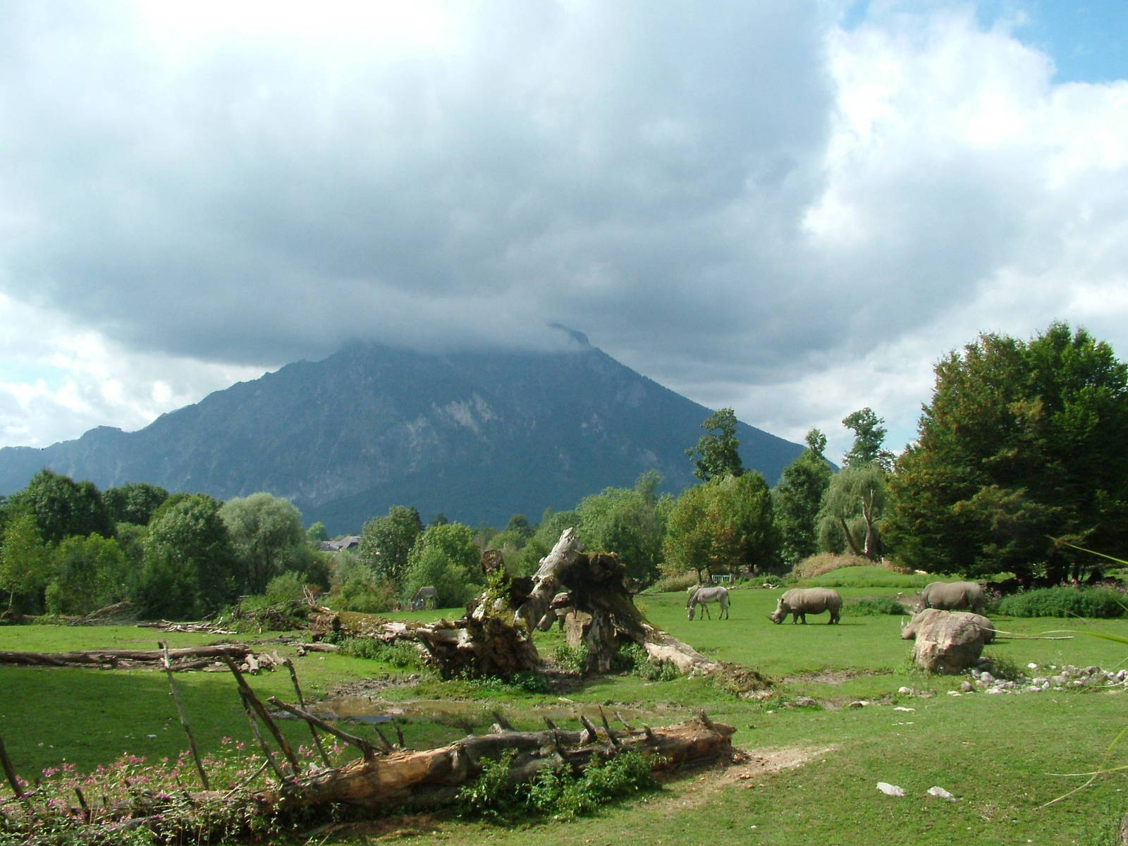 African plains area of Salzburg Zoo (with an Alp!)