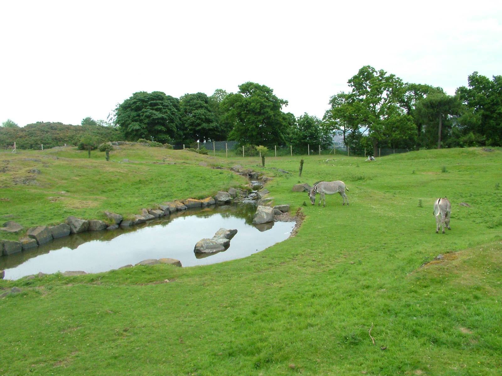African Plains at Edinburgh Zoo 2008