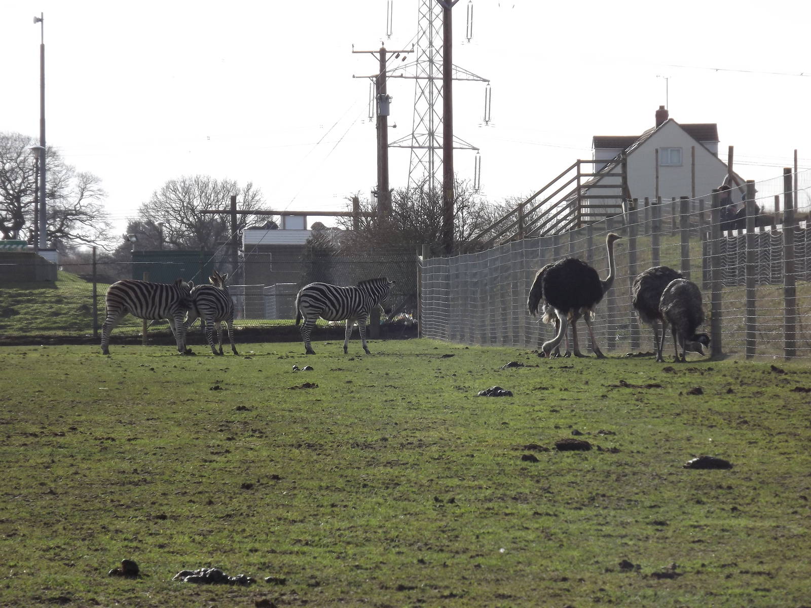 African Plains at Yorkshire Wildlife Park 18/02/12