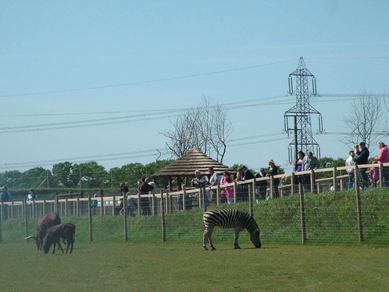 African Plains at Yorkshire WP 02/05/11
