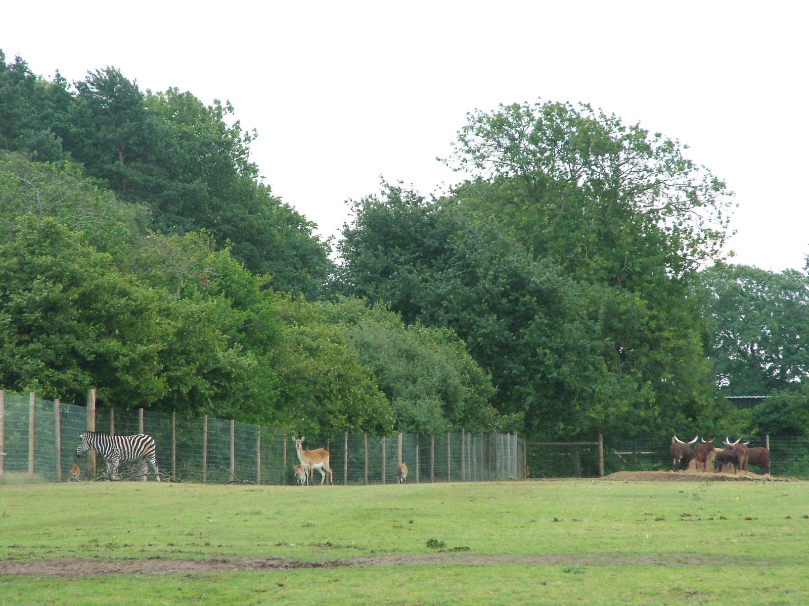 African Plains at Yorkshire WP, 18/07/10