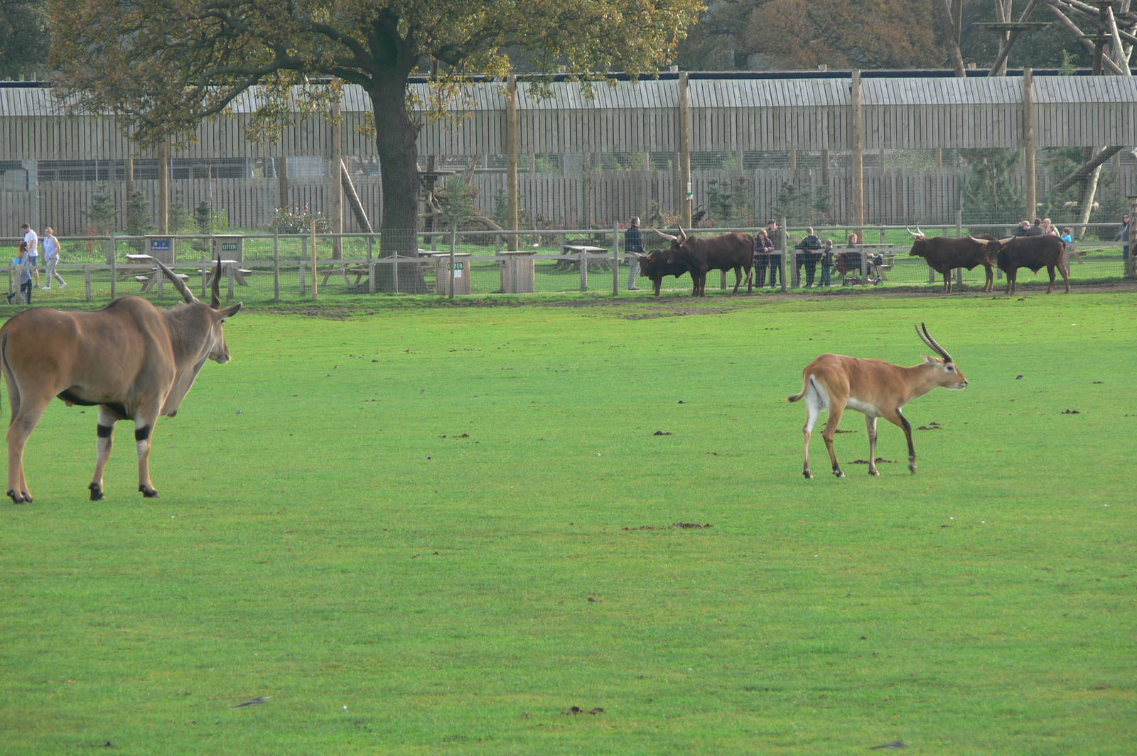 African Plains at Yorkshire WP, 28/10/14