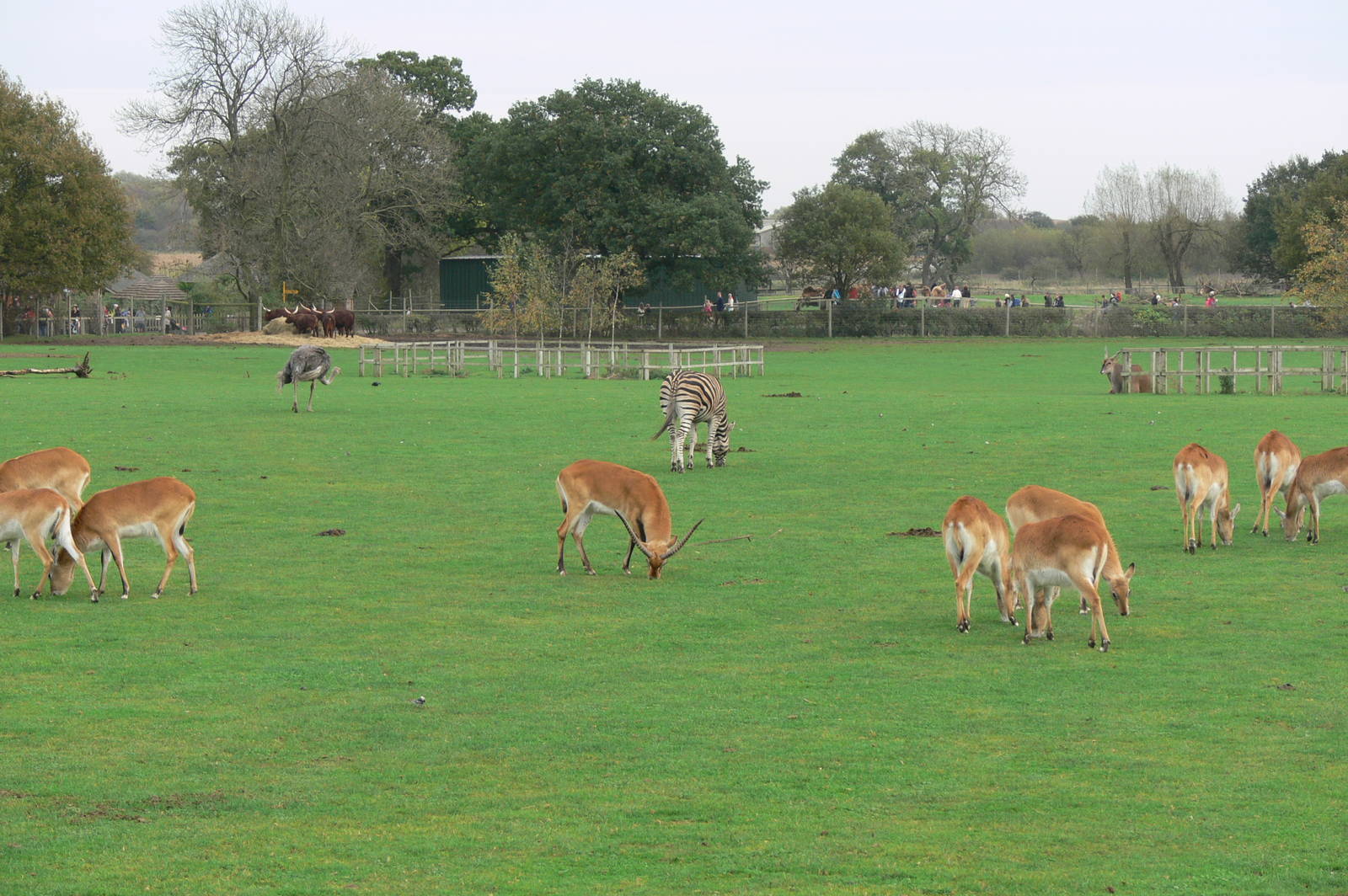 African Plains at Yorkshire WP, 28/10/14