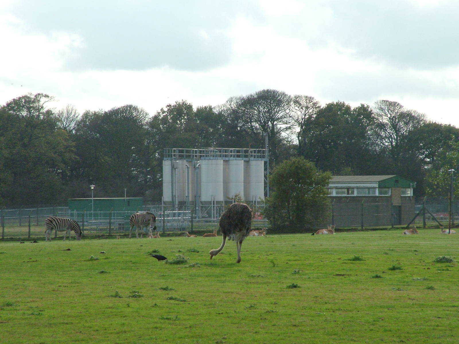 African Plains at Yorkshire WP 31/10/09