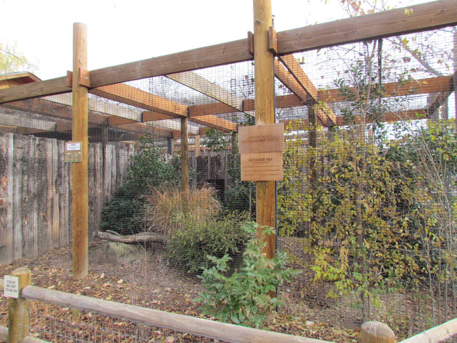 African Plains - Bat-eared Fox Exhibit