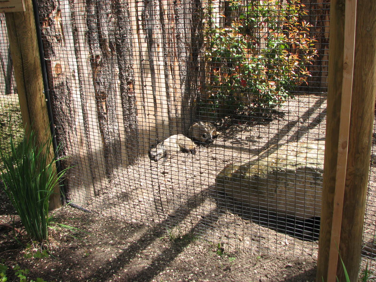 African Plains - Bat-Eared Fox