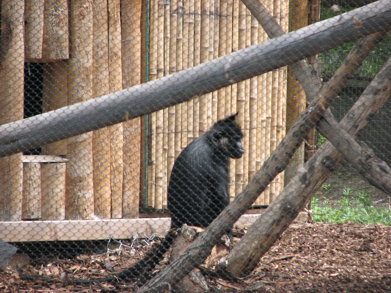 African Plains - Black Mangabey