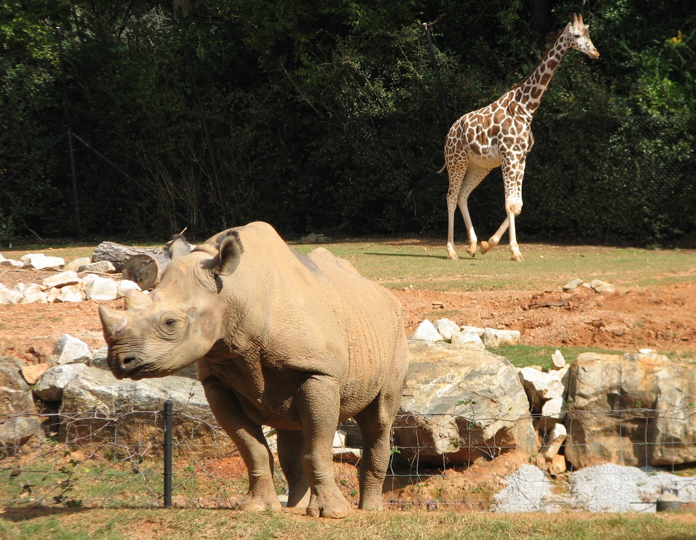 African Plains - Black Rhino and Giraffe