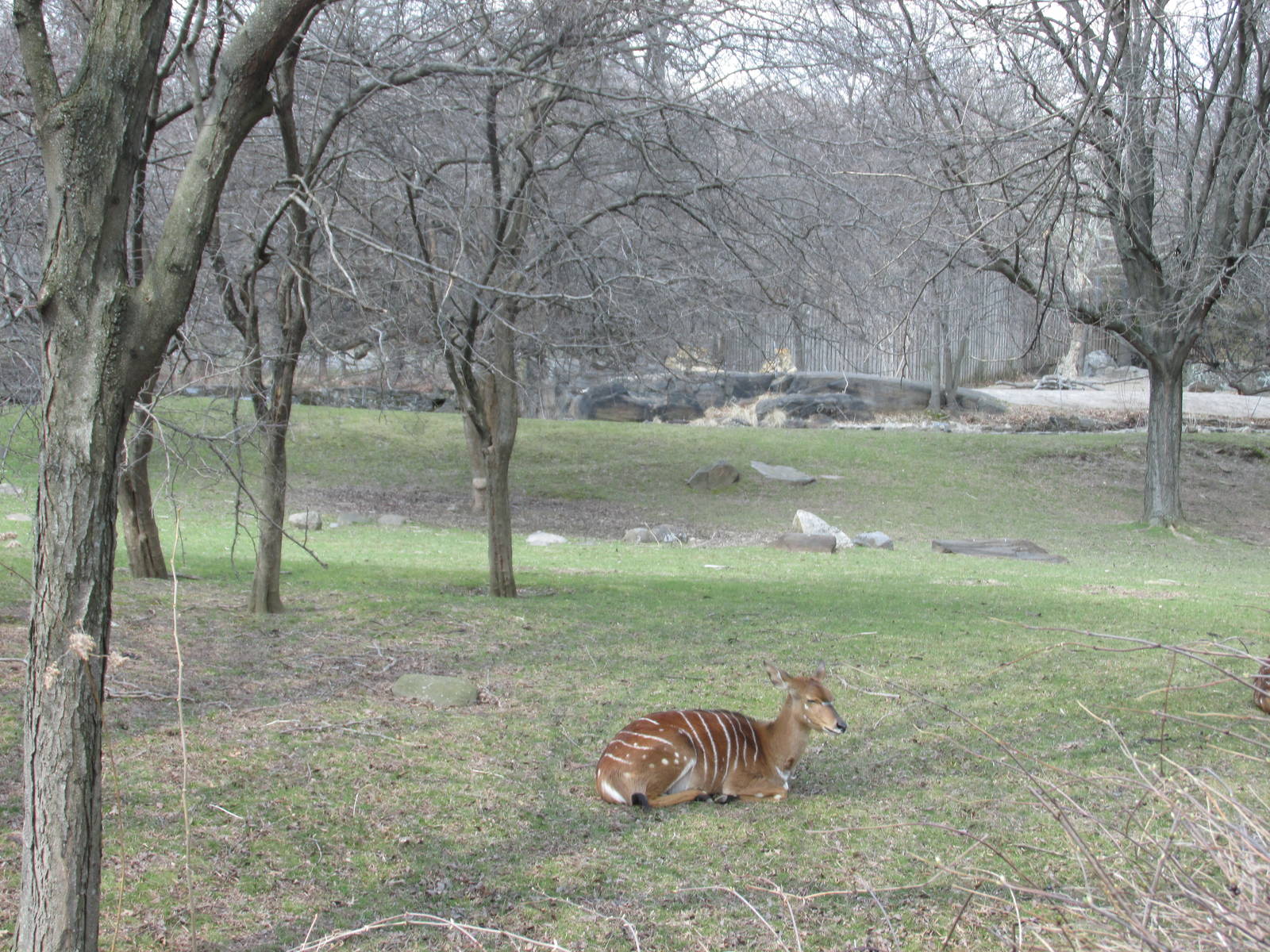 african plains bronx zoo easter 2015