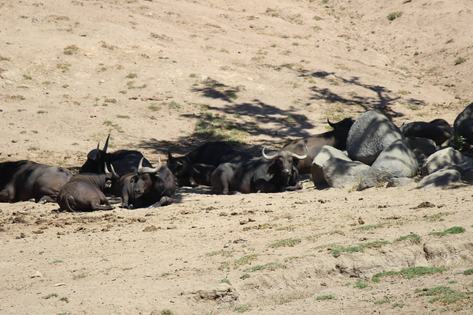 African Plains - Cape Buffalo