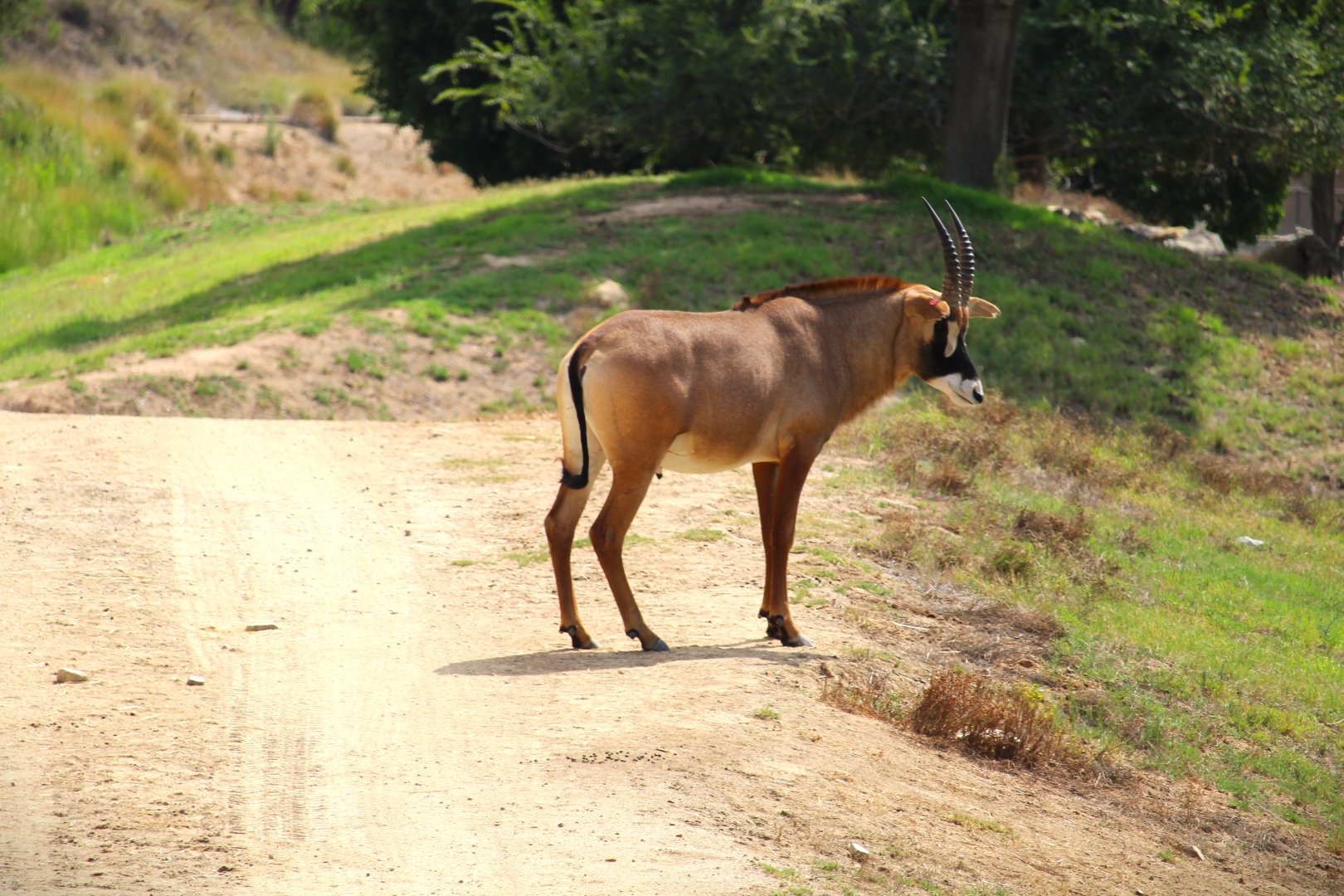 African Plains - Central Africa - Roan Antelope