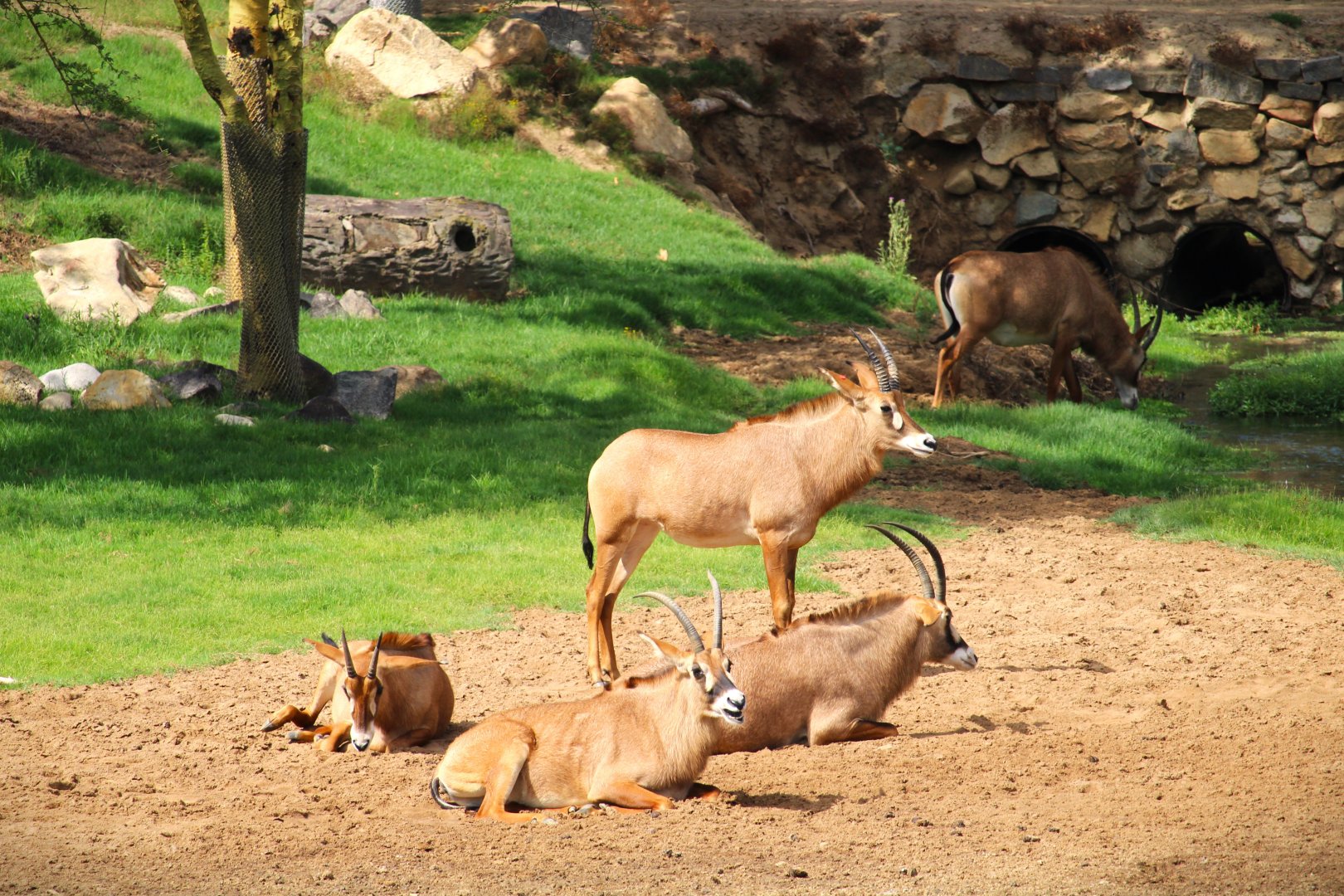 African Plains - Central Africa - Roan Antelope