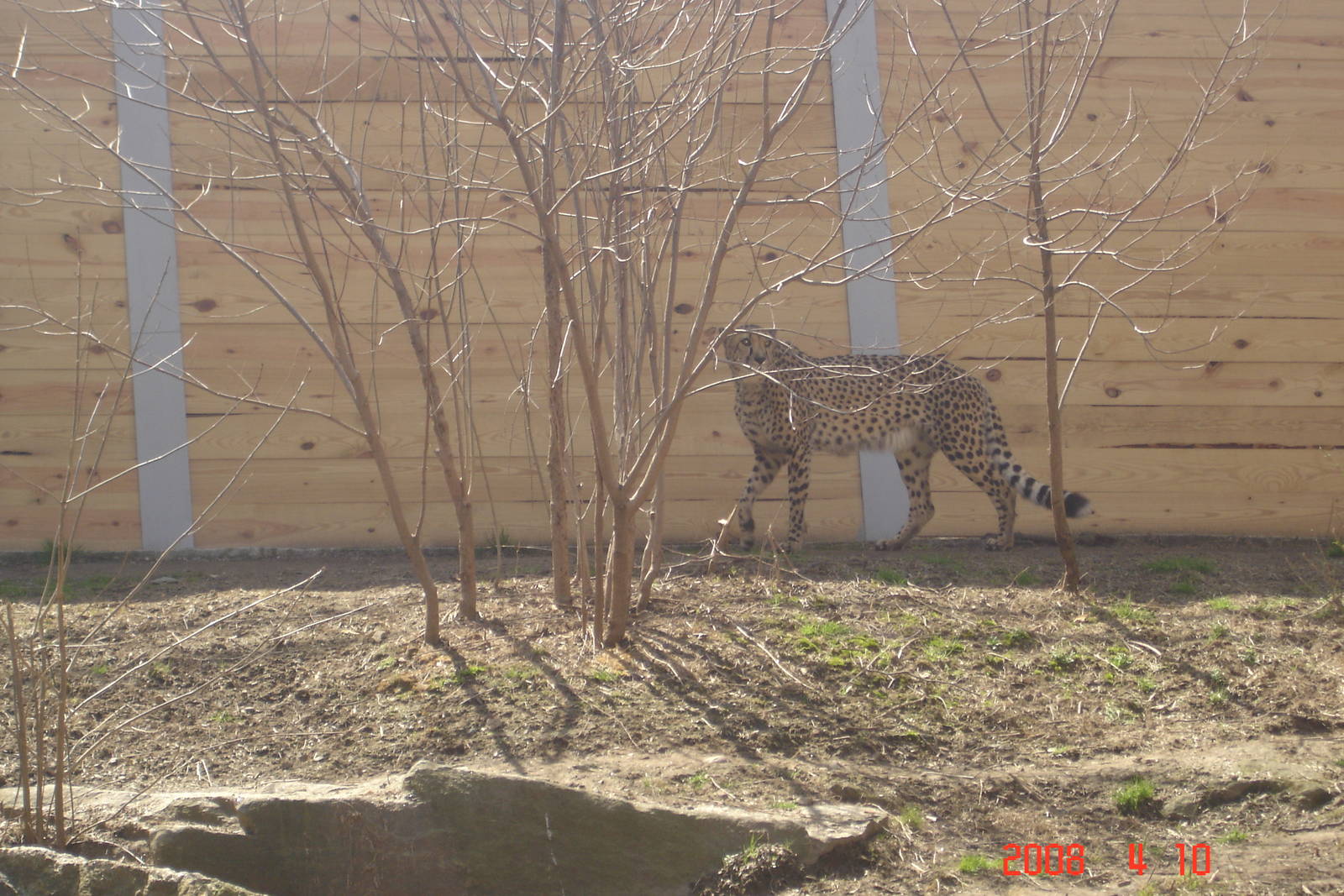 African Plains-Cheetah