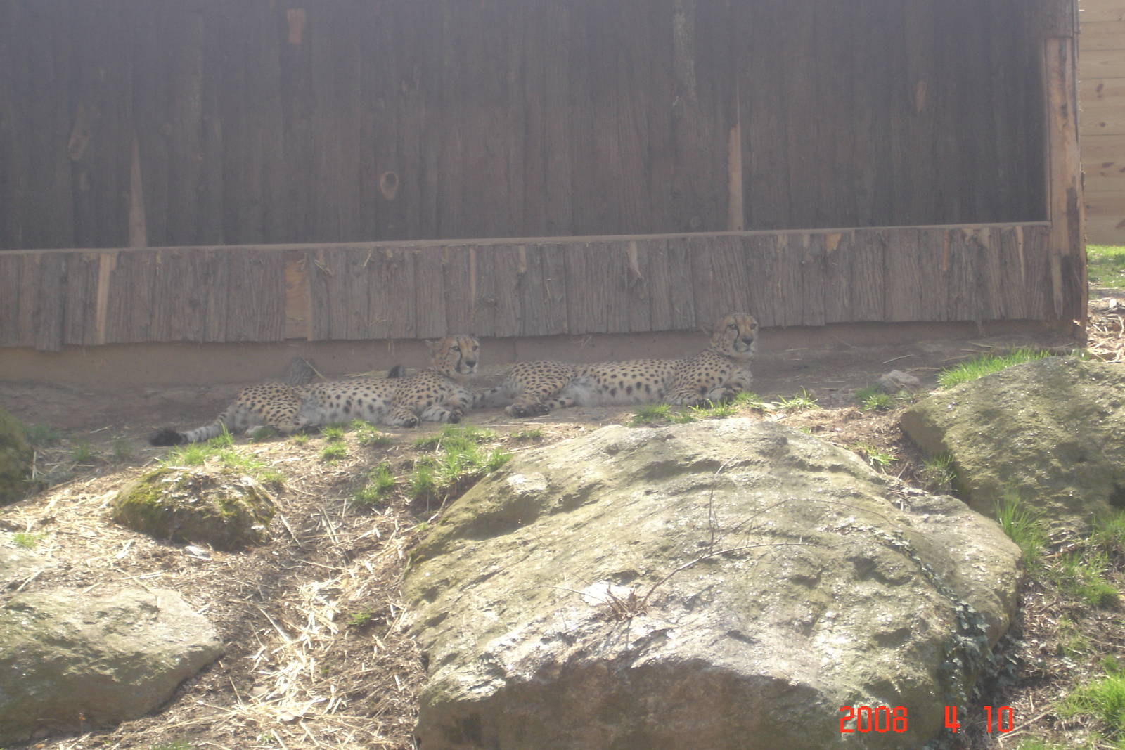 African Plains-Cheetahs