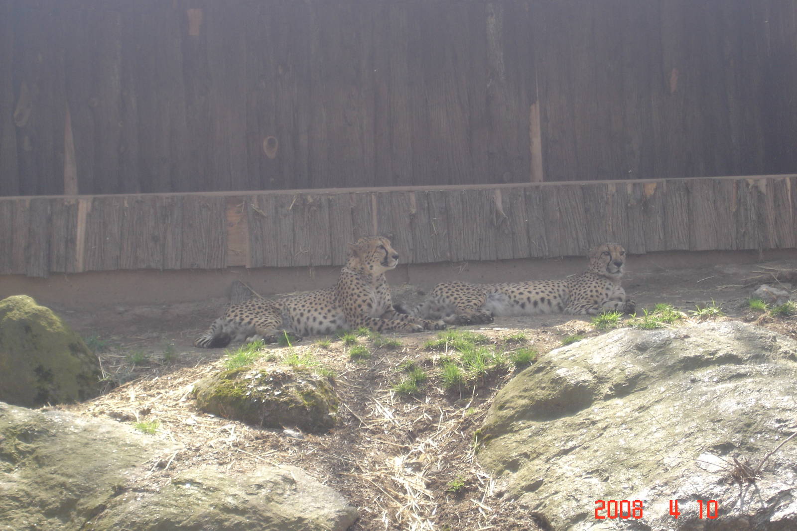 African Plains-Cheetahs