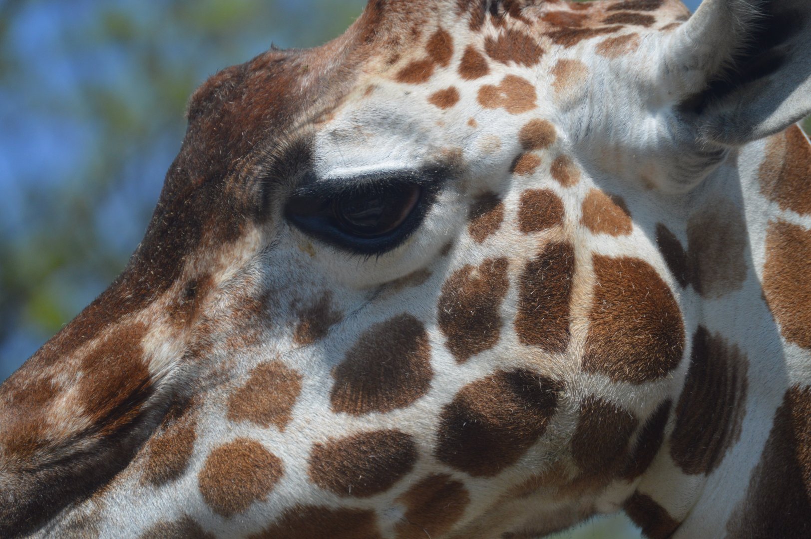 African Plains - Closeup of Giraffe (Giraffa camelopardalis)