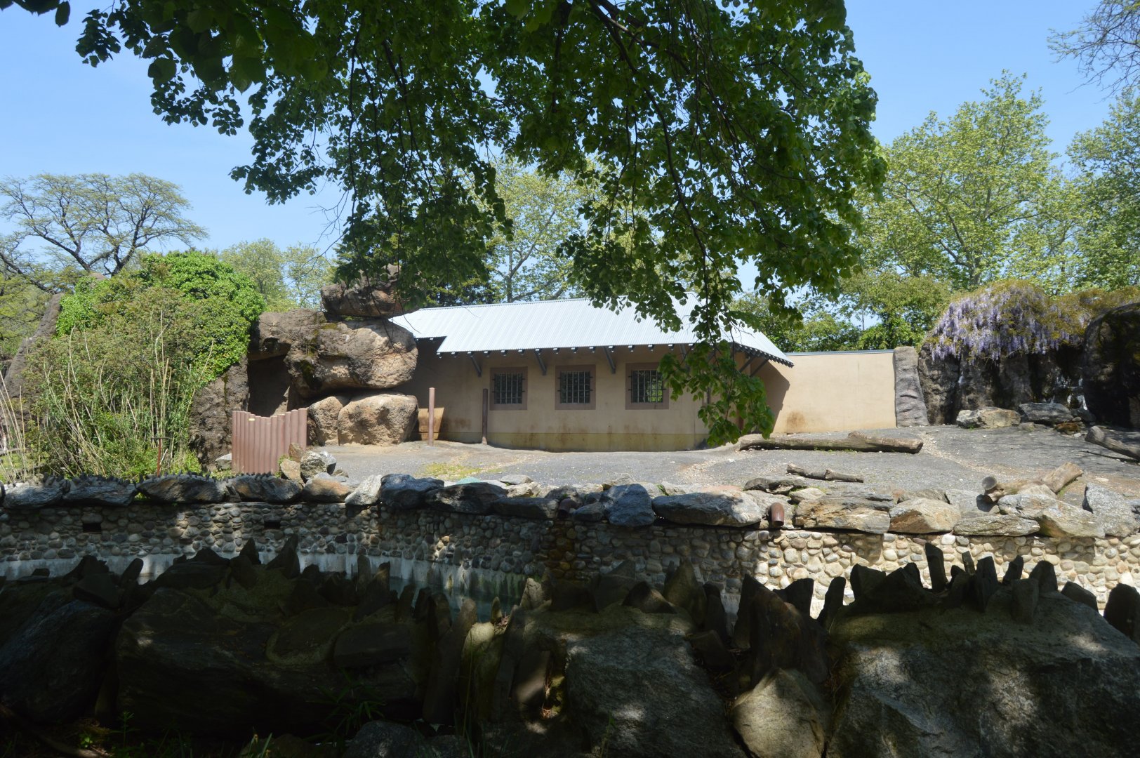African Plains - Common Hippopotamus (Hippopotamus amphibius) Exhibit
