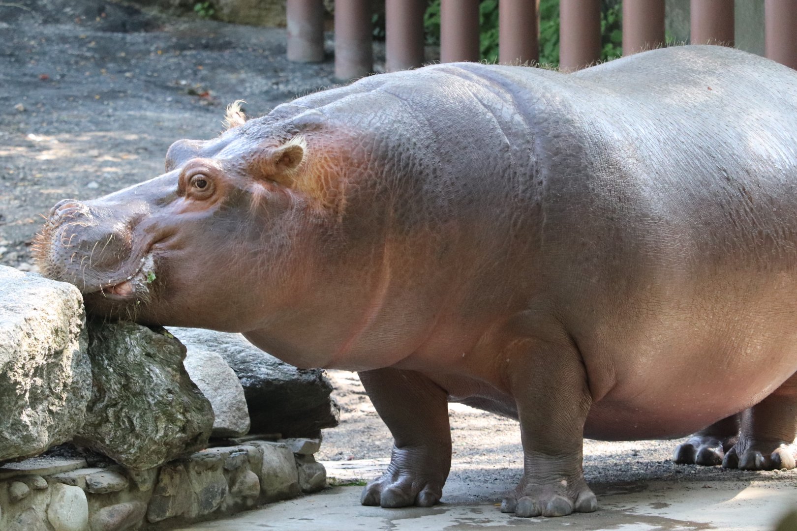 African Plains - Common Hippopotamus