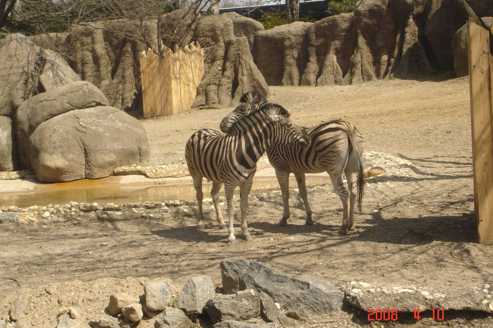 African Plains-Common Zebras