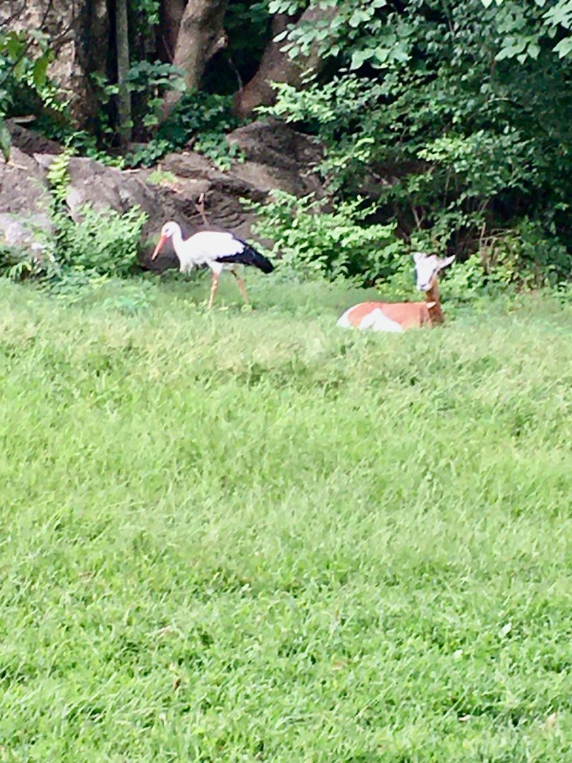 African Plains - Dama Gazelle (White Stork to the left)