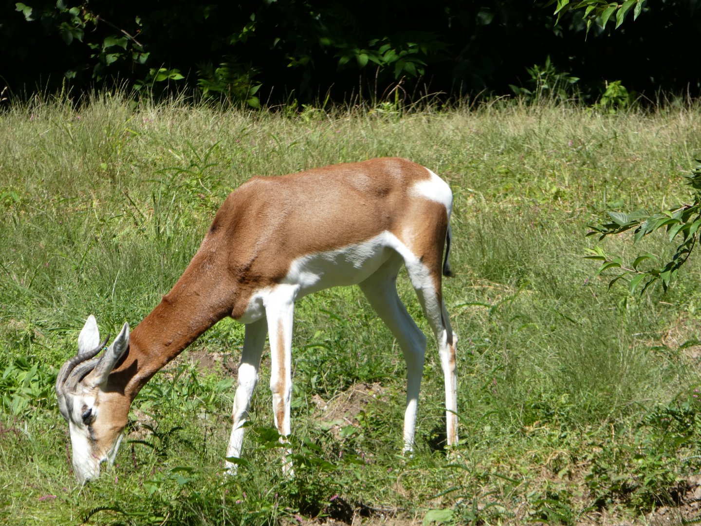 African Plains - Dama Gazelle