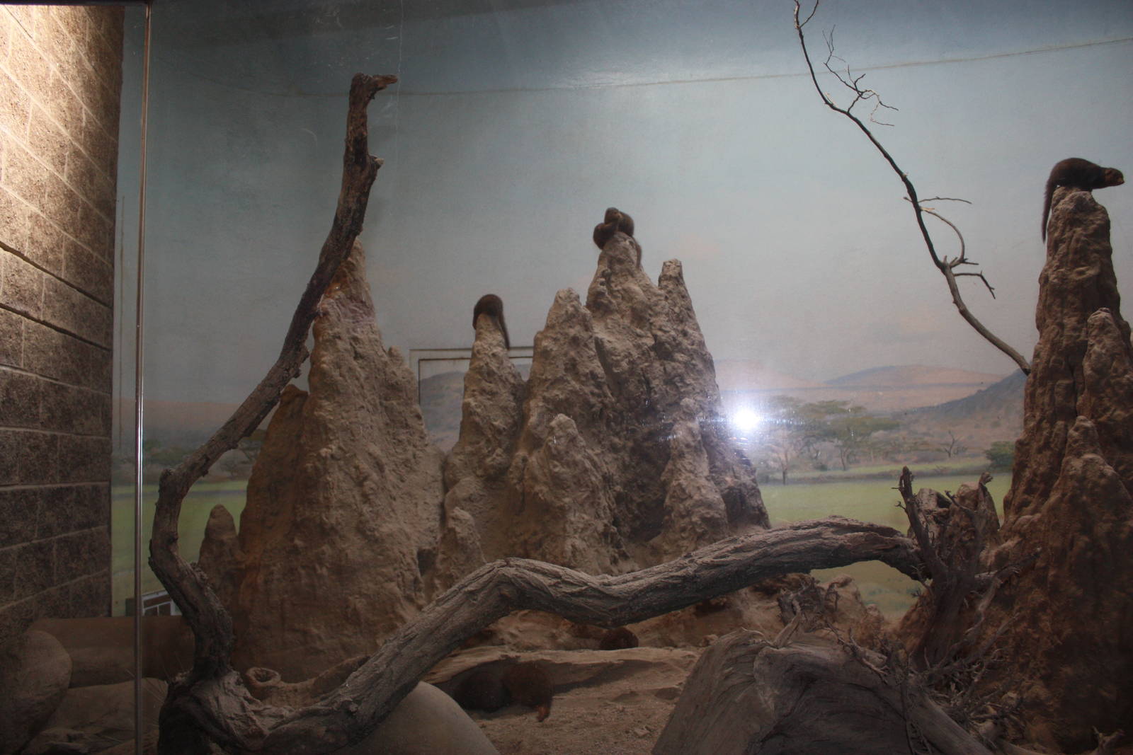 African Plains- Dwarf Mongoose Exhibit