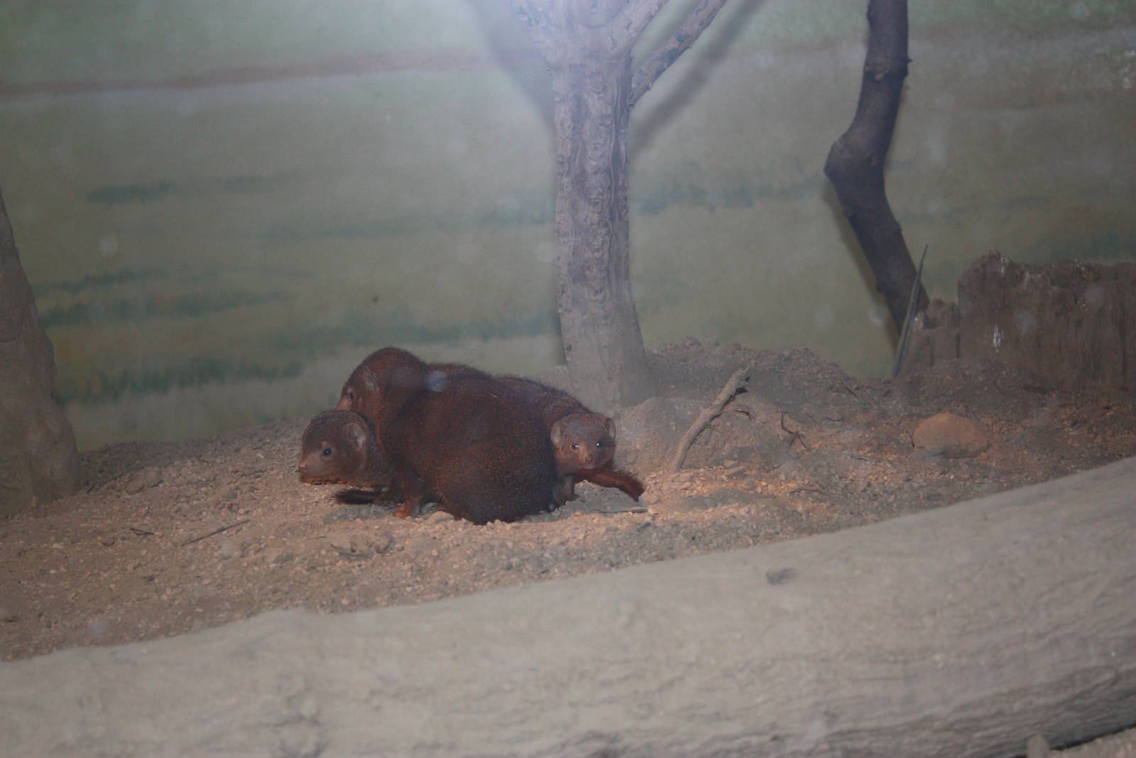 African Plains- Dwarf Mongoose Family