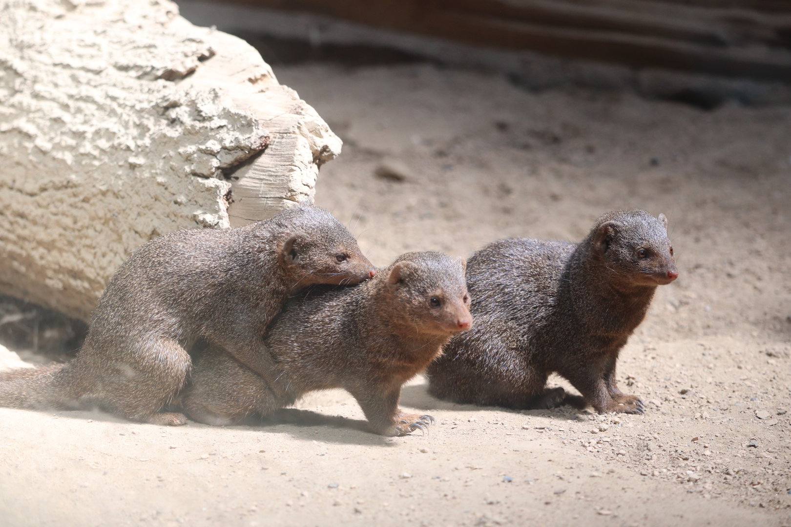African Plains - Dwarf Mongoose