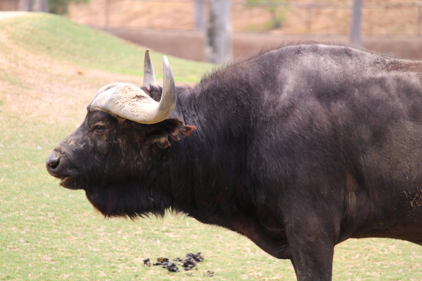 African Plains - East Africa - Cape Buffalo