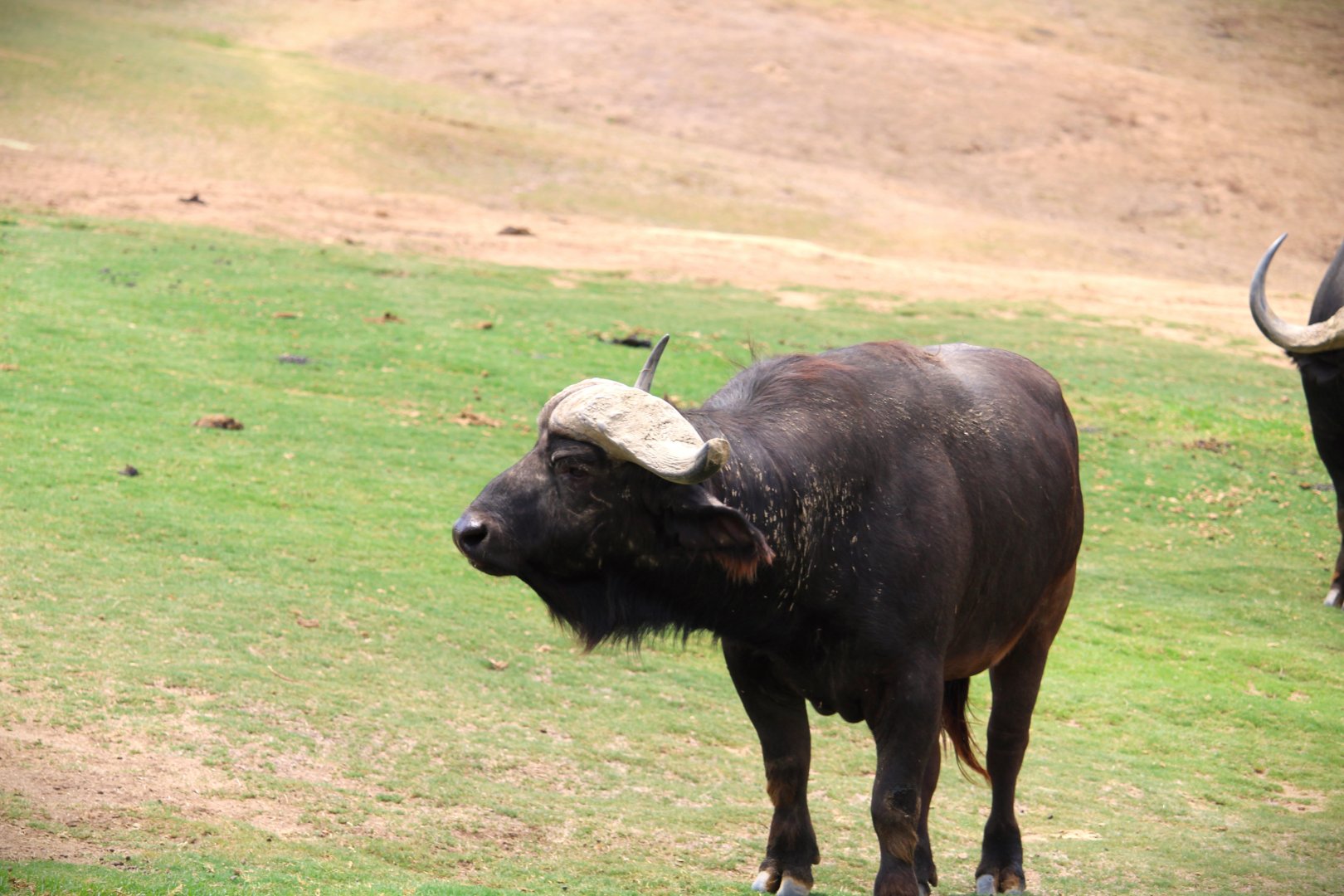 African Plains - East Africa - Cape Buffalo