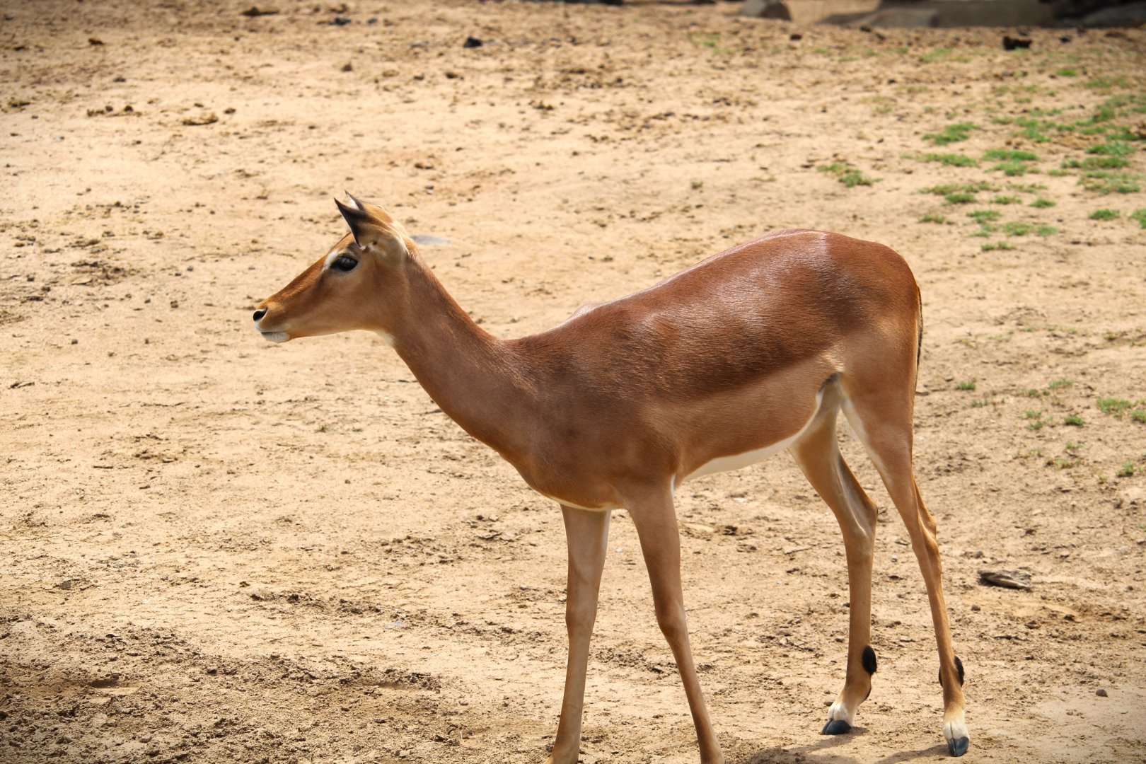 African Plains - East Africa - Common Impala