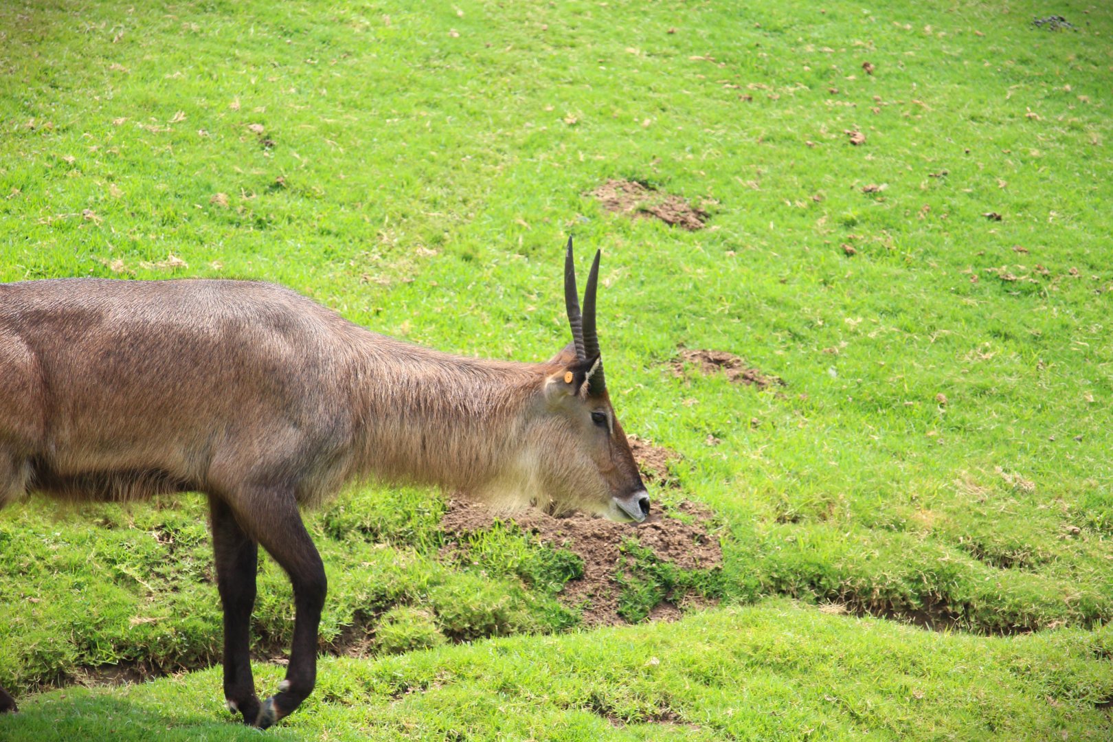 African Plains - East Africa - Defassa Waterbuck