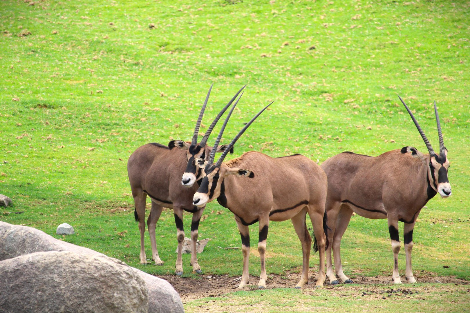 African Plains - East Africa - Fringe-eared Oryxes