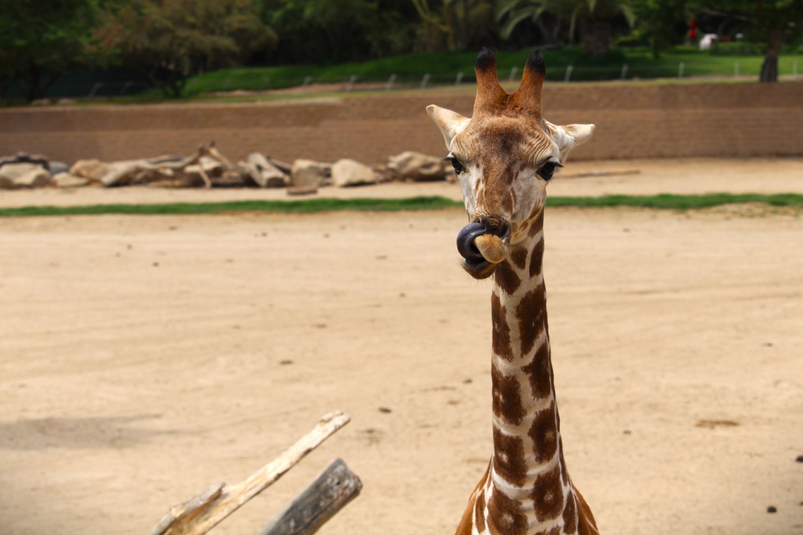 African Plains - East Africa - Giraffe