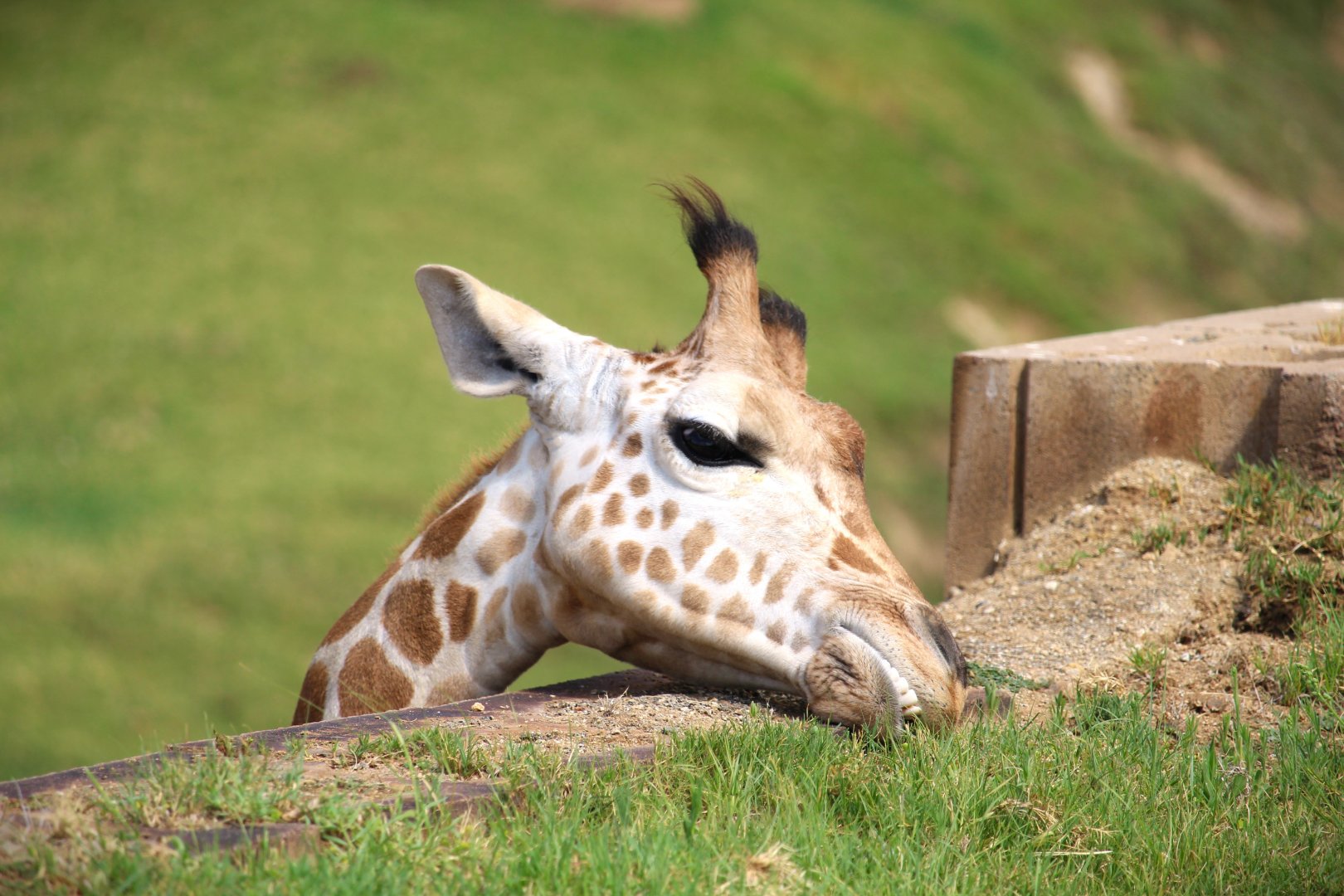 African Plains - East Africa - Giraffe