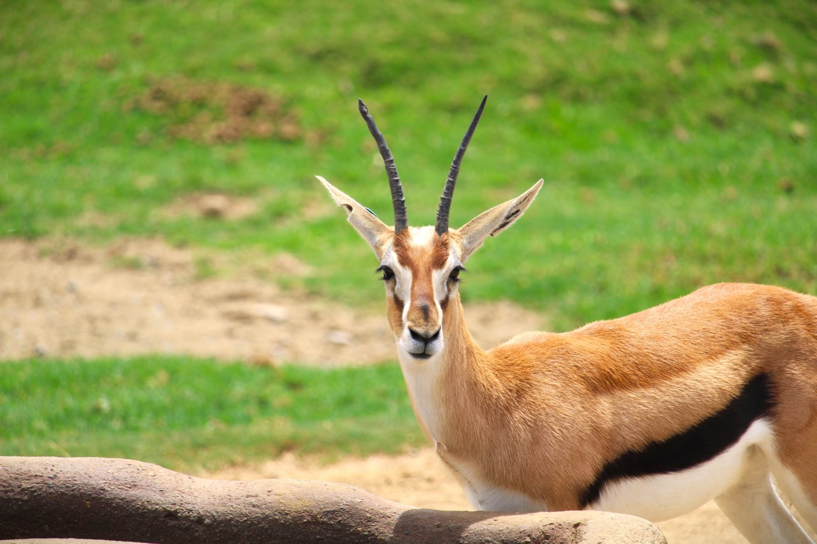 African Plains - East Africa - Thomson's Gazelle