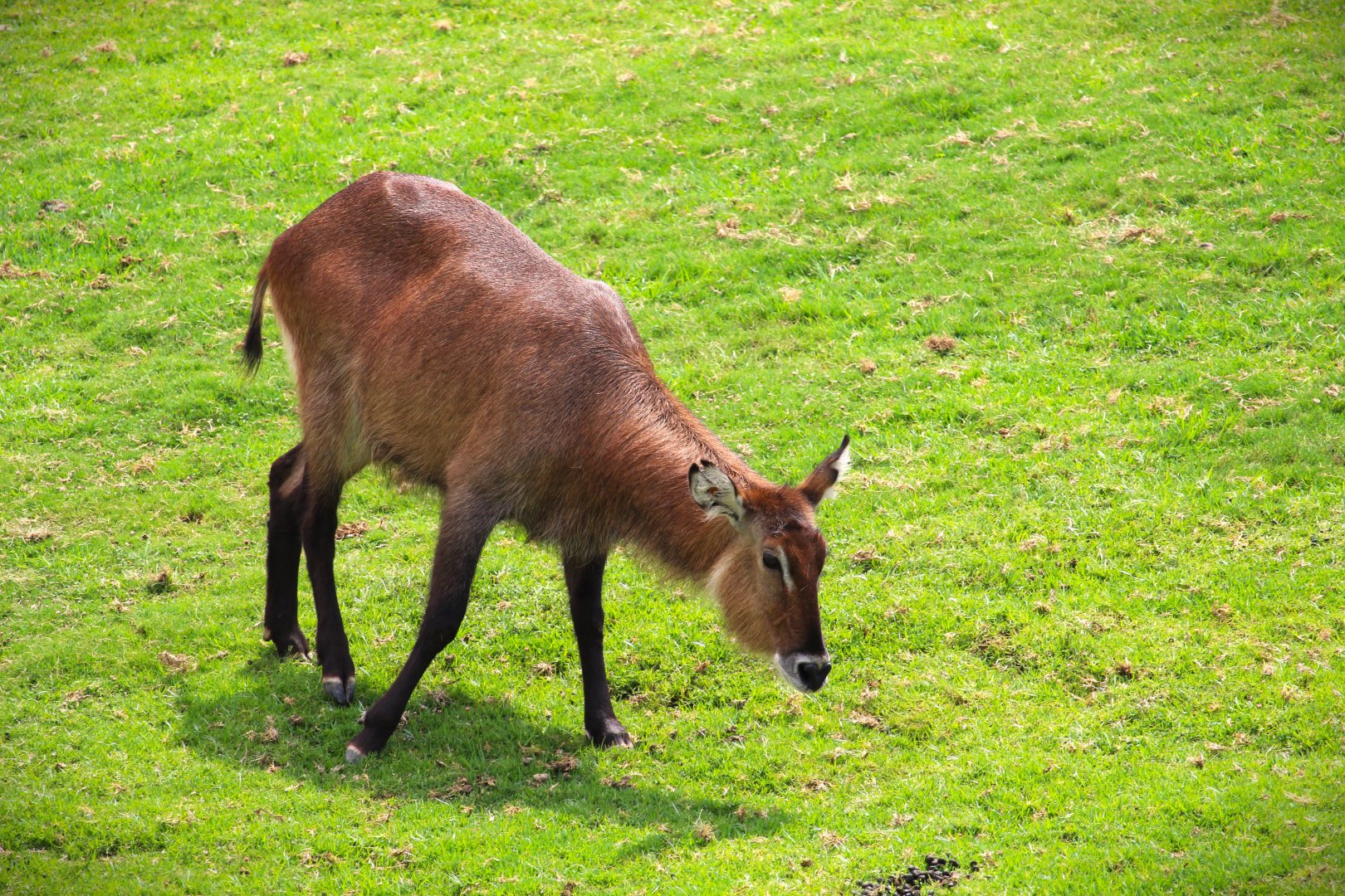 African Plains - East African Plains - Defassa Waterbuck