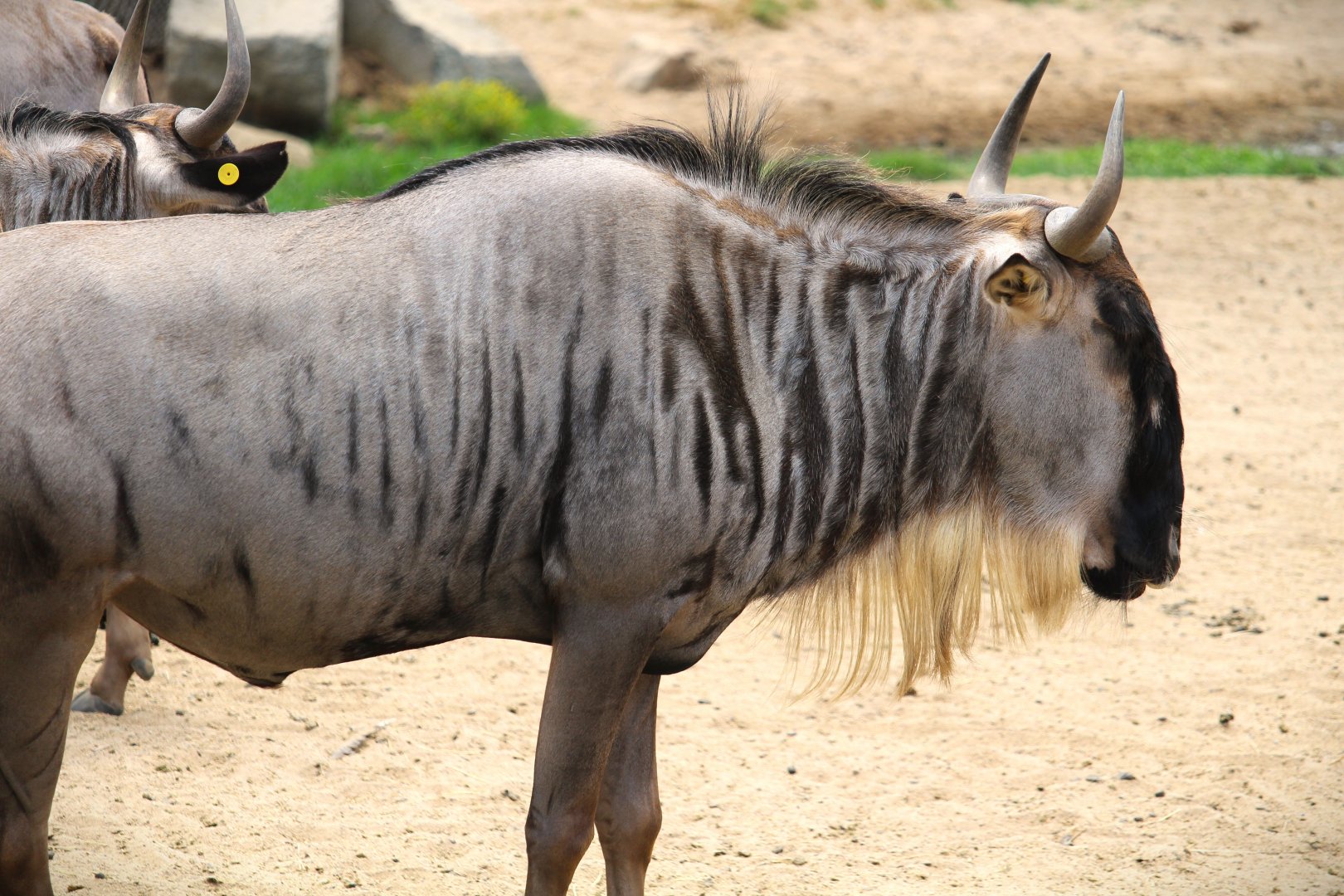 African Plains - East African Plains - Eastern White-bearded Wildebeest