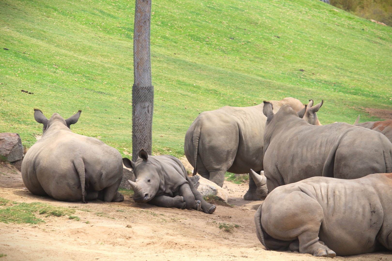 African Plains - East African Plains - Southern White Rhinoceroses