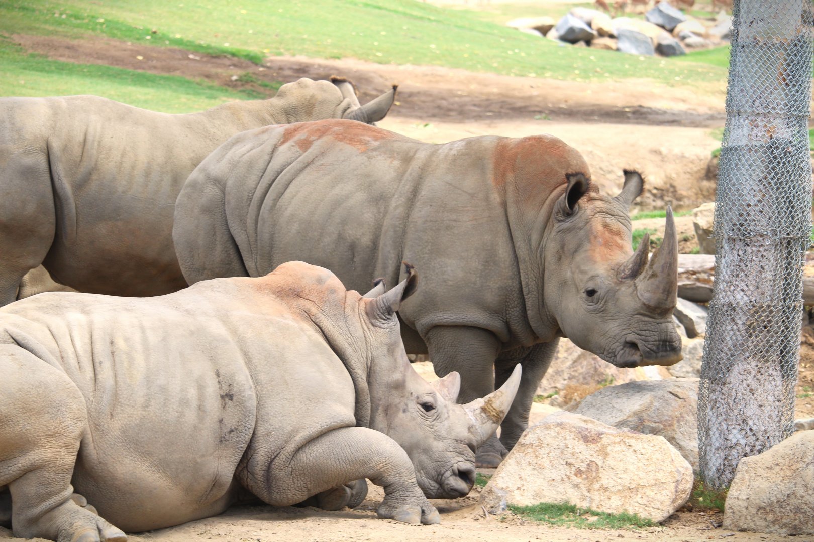 African Plains - East African Plains - Southern White Rhinoceroses